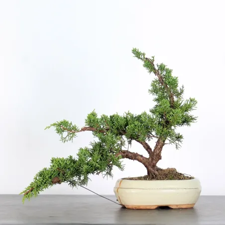 Bonsai Genévrier de Chine