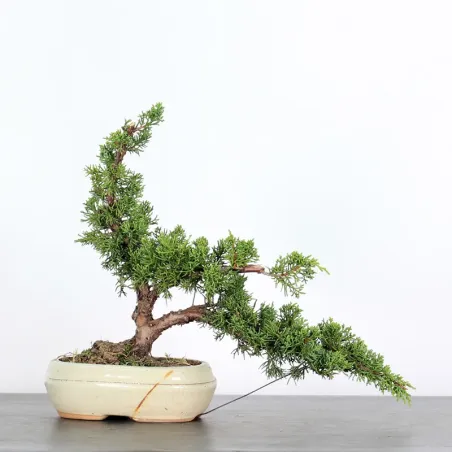 image supplémentaire - GENÉVRIER "JUNIPERUS KISHU"...