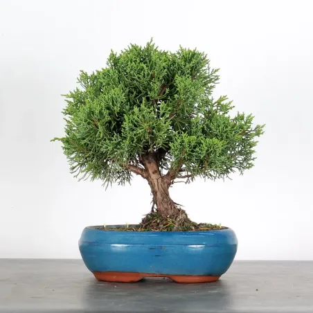 JUNIPER "JUNIPERUS KISHU" 1-24