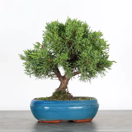 image supplémentaire - GENÉVRIER "JUNIPERUS KISHU"...