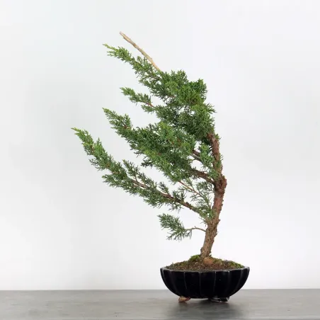 Bonsai Genévrier de Chine