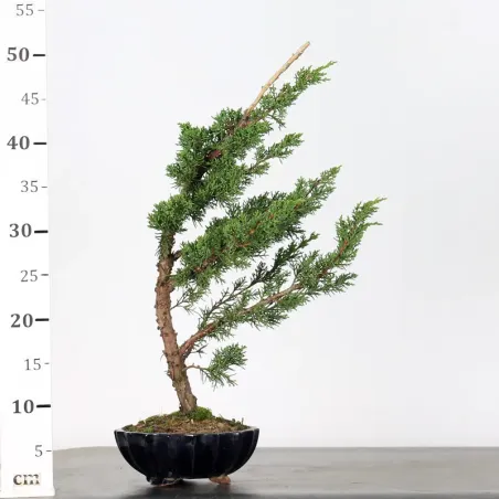 image supplémentaire - GENÉVRIER "JUNIPERUS KISHU"...