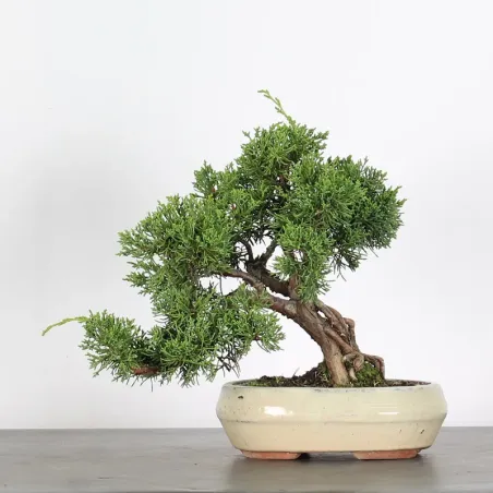 GENÉVRIER "JUNIPERUS KISHU" 2-4