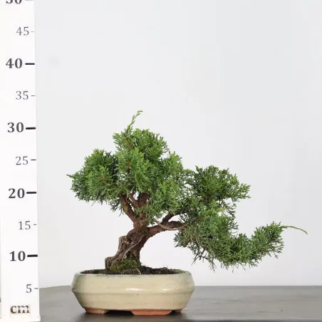 image supplémentaire - GENÉVRIER "JUNIPERUS KISHU"...