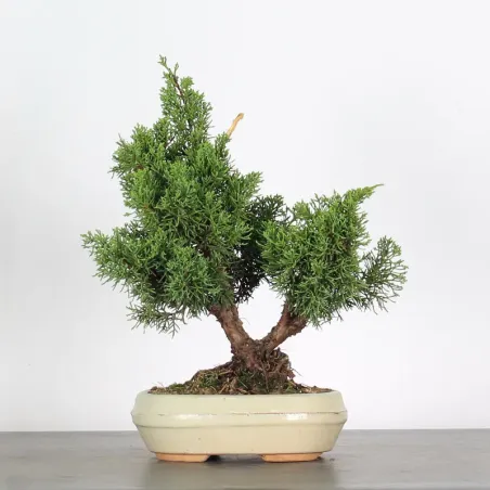 GENÉVRIER "JUNIPERUS KISHU" 2-5