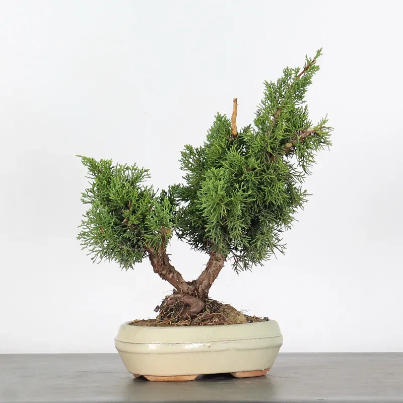 image supplémentaire - GENÉVRIER "JUNIPERUS KISHU"...