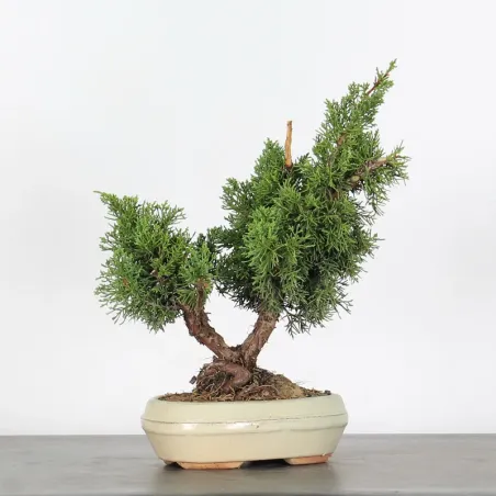 image supplémentaire - JUNIPER "JUNIPERUS KISHU" 2-5