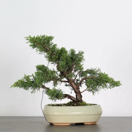 GENÉVRIER "JUNIPERUS KISHU" 2-8
