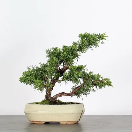 image supplémentaire - GENÉVRIER "JUNIPERUS KISHU"...