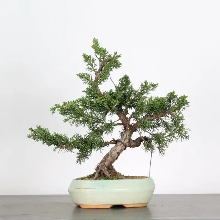 GENÉVRIER "JUNIPERUS KISHU" 2-10