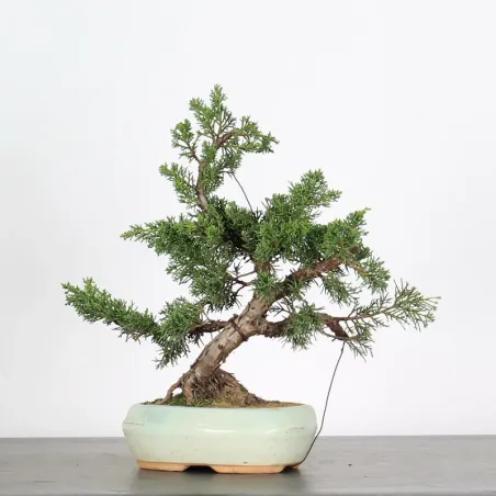 image supplémentaire - GENÉVRIER "JUNIPERUS KISHU"...