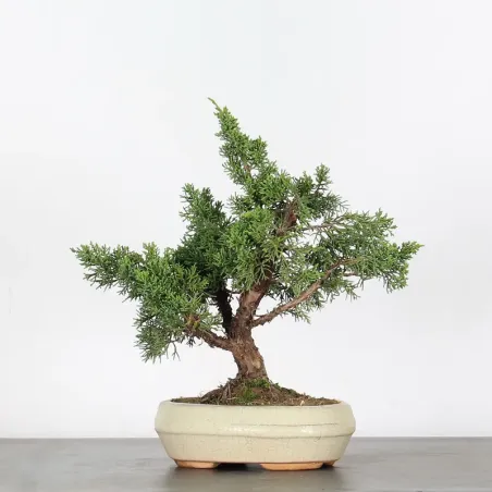 image supplémentaire - GENÉVRIER "JUNIPERUS KISHU"...