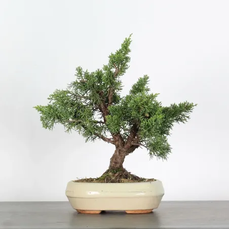 GENÉVRIER "JUNIPERUS KISHU" 2-12