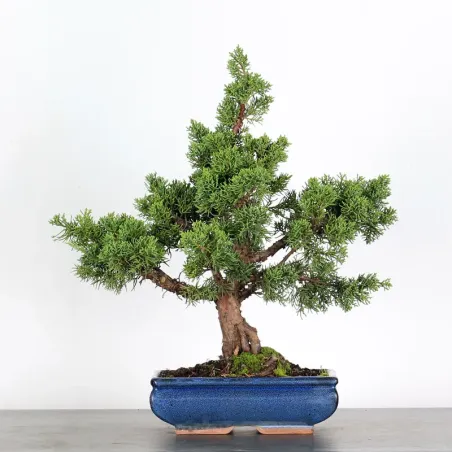 GENÉVRIER "JUNIPERUS KISHU" 2-13