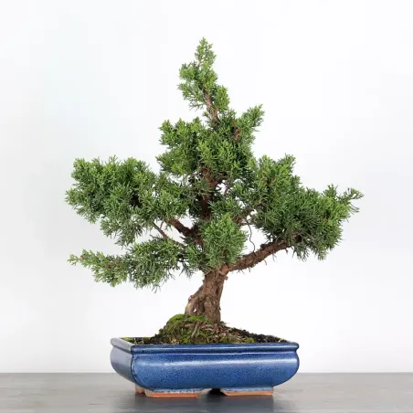 image supplémentaire - GENÉVRIER "JUNIPERUS KISHU"...