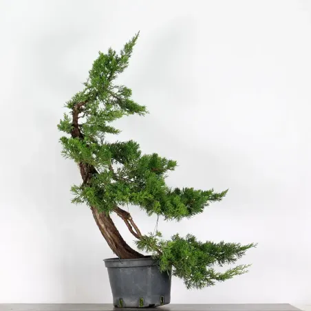 Genévrier de formose "Juniperus formosana" 3-3