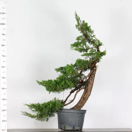 image supplémentaire - JUNIPER "Juniperus...