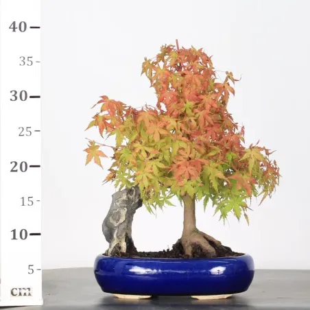 image supplémentaire - ACER PALMATUM 1-15