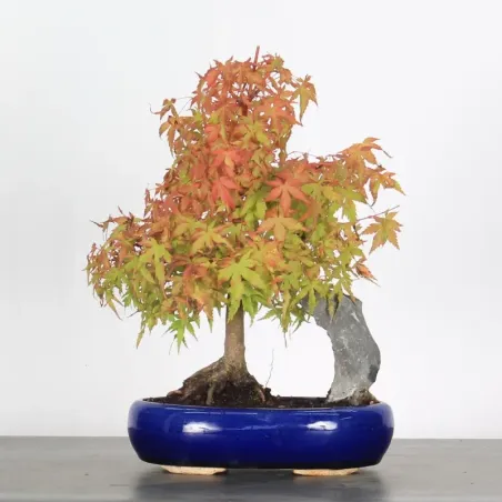 Bonsai Acer Palmatum AP-1-15
