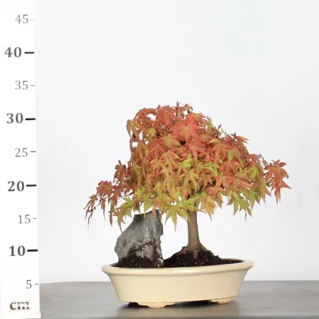 image supplémentaire - ACER PALMATUM 1-19