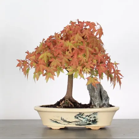 ACER PALMATUM 1-19