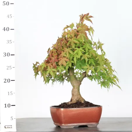 image supplémentaire - ERABLE DU JAPON "ACER...