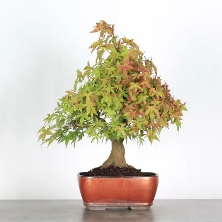 ERABLE DU JAPON "ACER PALMATUM" 1-22