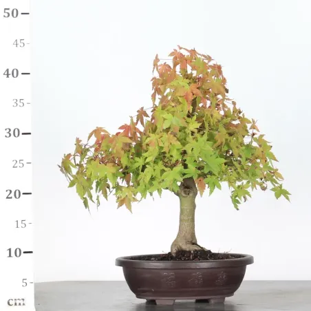 image supplémentaire - ERABLE DU JAPON "ACER...