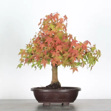 ERABLE DU JAPON "ACER PALMATUM" 1-23