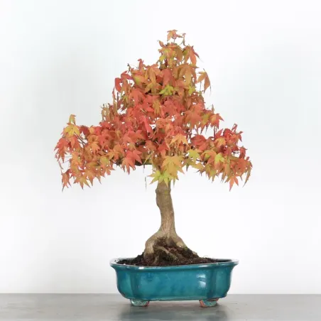 ACER PALMATUM 1-24
