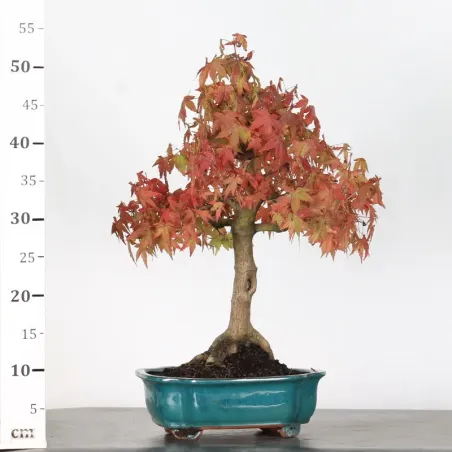 image supplémentaire - ACER PALMATUM 1-24
