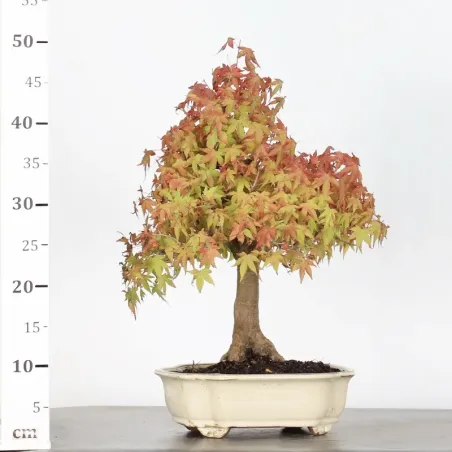 image supplémentaire - ERABLE DU JAPON "ACER...