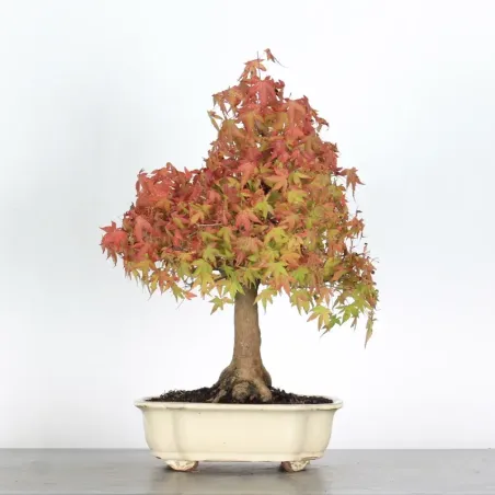 Bonsai Acer Palmatum AP-2-2