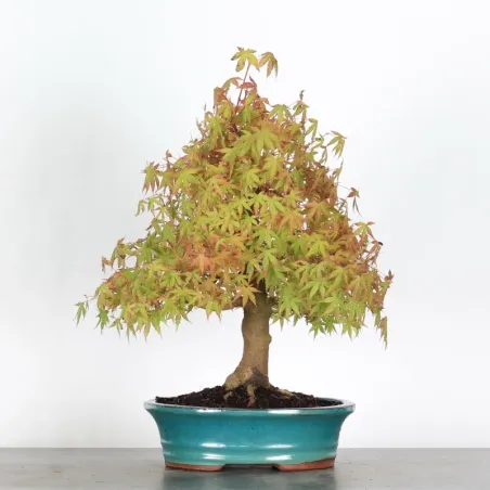 Bonsai Acer Palmatum AP-2-6