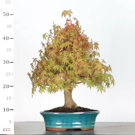 image supplémentaire - ERABLE DU JAPON "ACER...
