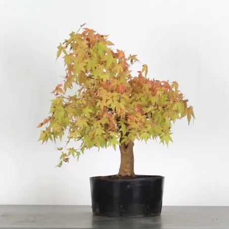 Bonsai Acer Palmatum AP-2-7