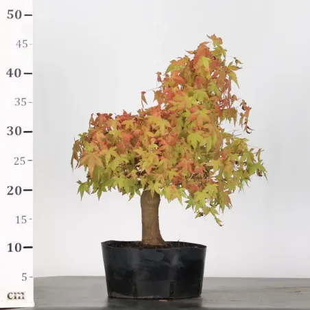 image supplémentaire - ACER PALMATUM 2-7