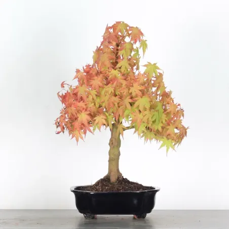 Bonsai Acer Palmatum AP-2-12