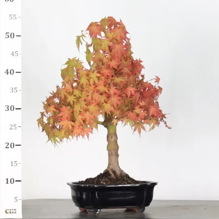 image supplémentaire - ERABLE DU JAPON "ACER...