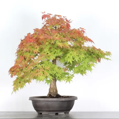 Bonsai Acer palmatum AP-2-14