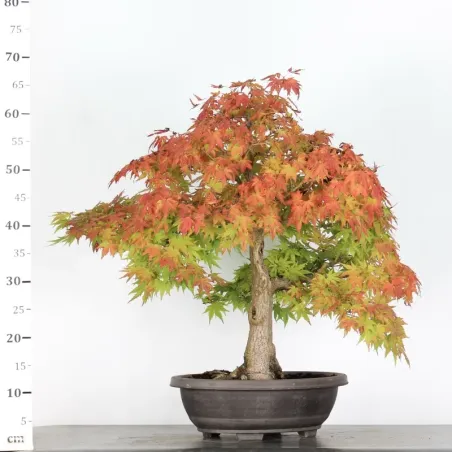 image supplémentaire - ACER PALMATUM 2-14