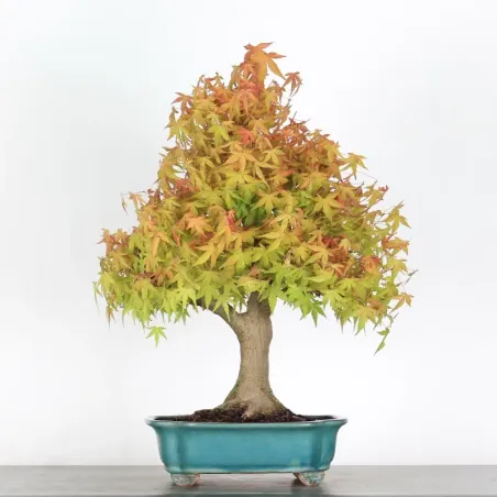 Bonsai Acer Palatum AP-2-16