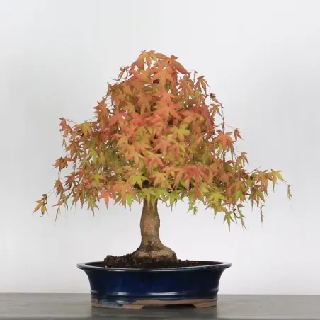 image supplémentaire - ERABLE DU JAPON "ACER...