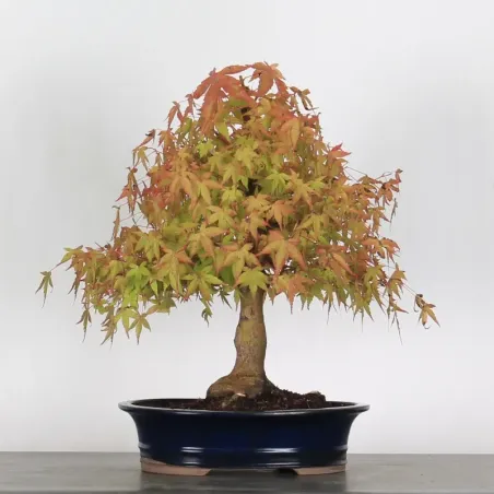 ERABLE DU JAPON "ACER PALMATUM" 2-21