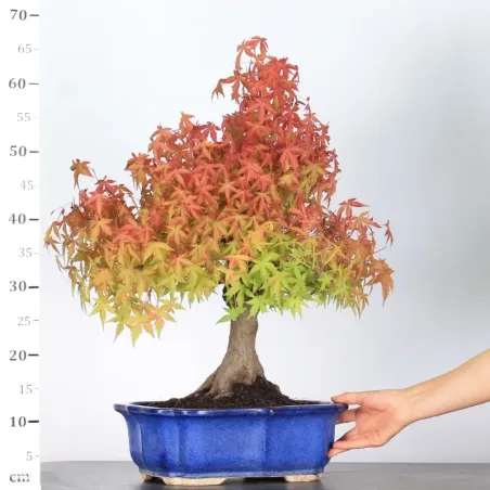 image supplémentaire - ACER PALMATUM 2-23