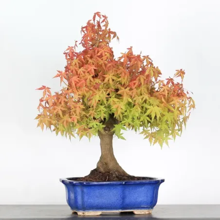 ERABLE DU JAPON "ACER PALMATUM" 2-23