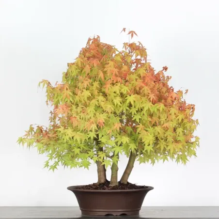 FOREST ACER PALMATUM 2-24
