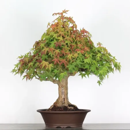 ACER PALMATUM 3-3