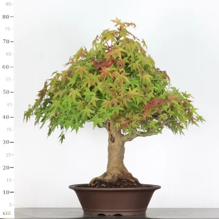 image supplémentaire - ACER PALMATUM 3-3