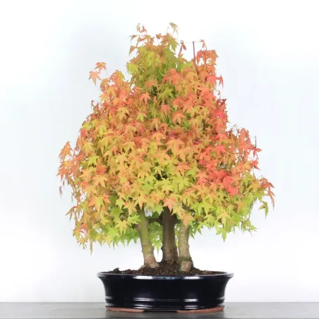 Bonsai Acer Palmatum AP-3-5